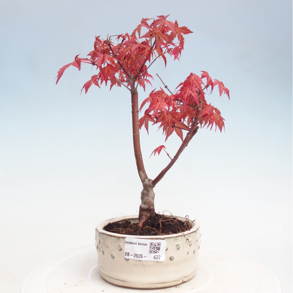 Bonsai voor buiten - Acer palmatum DESHOJO