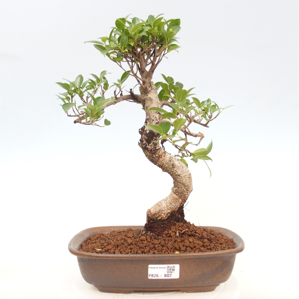 Kamerbonsai - Ficus kimmen - kleinbladige ficus