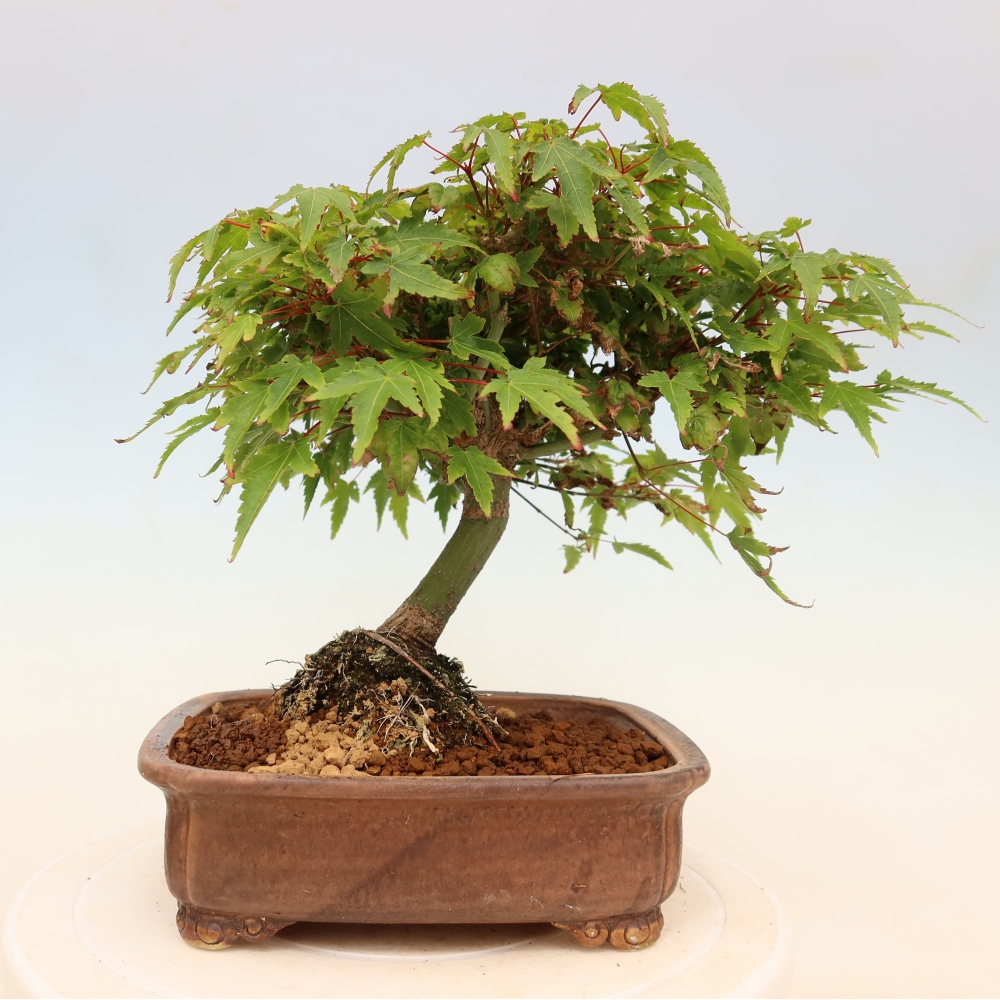 Acer palmatum KIOHIME - Palmeta-esdoorn