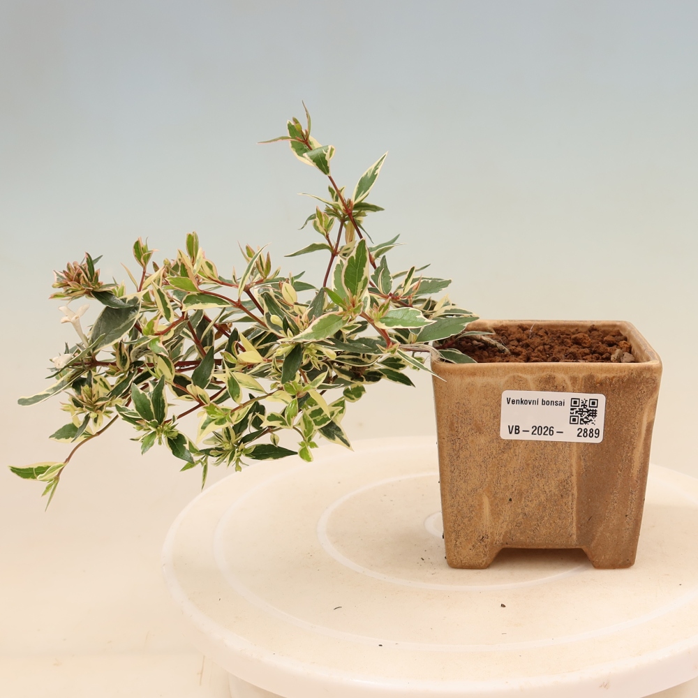 Buitenbonsai - Abelia gr. Confetti - Grootbloemige abelia