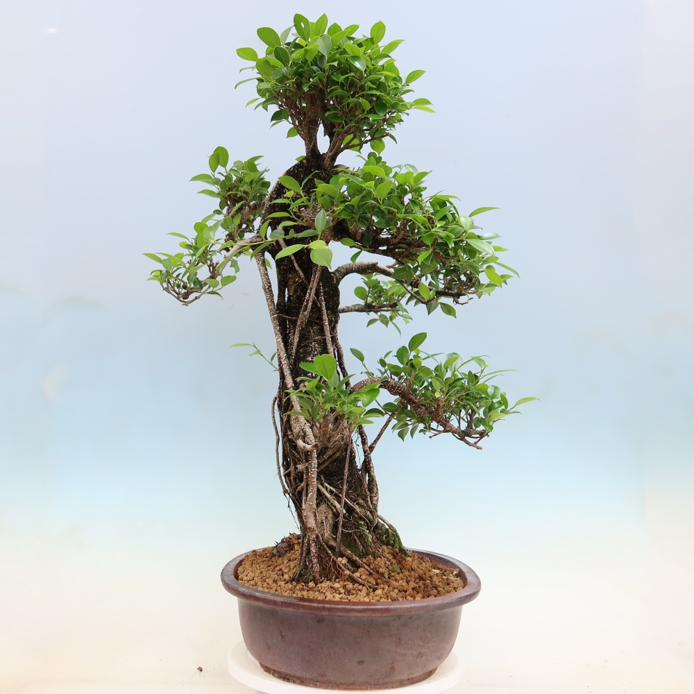 Kamerbonsai - Ficus kimmen - kleinbladige ficus