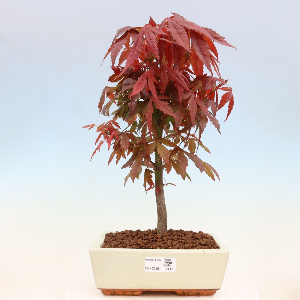 Bonsai voor buiten - Acer palm. Atropurpureum-Javorpalm