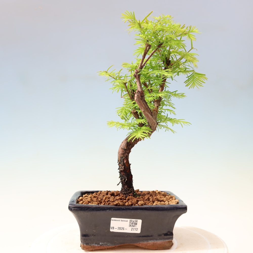 Bonsai voor buiten - Metasequoia glyptostroboides - Chinese Metasequoia