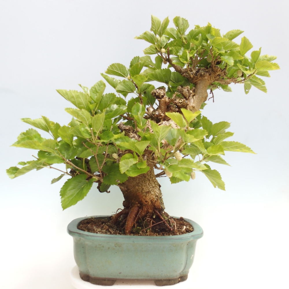 Bonsai voor buiten -Morus alba - moerbei