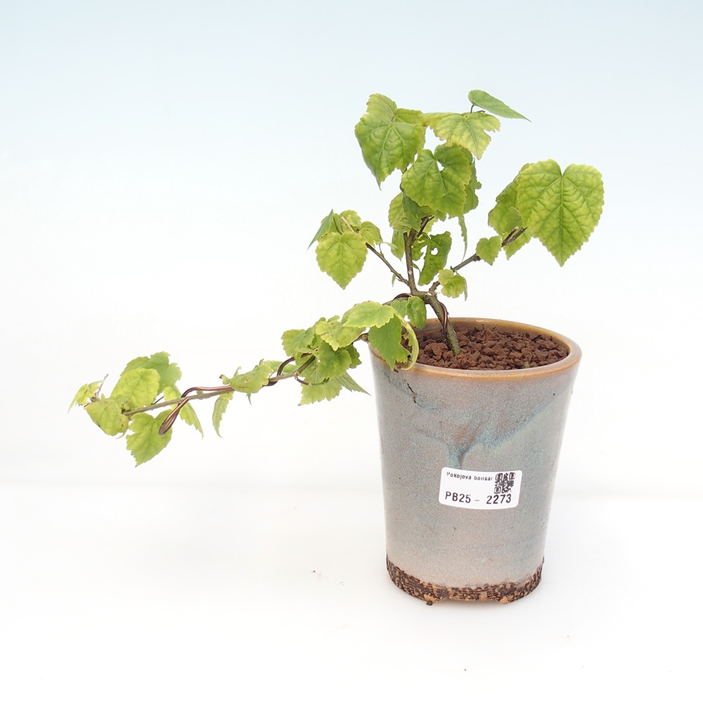 Bonsai voor binnen - Abutilon Big Bell - Cloudberry