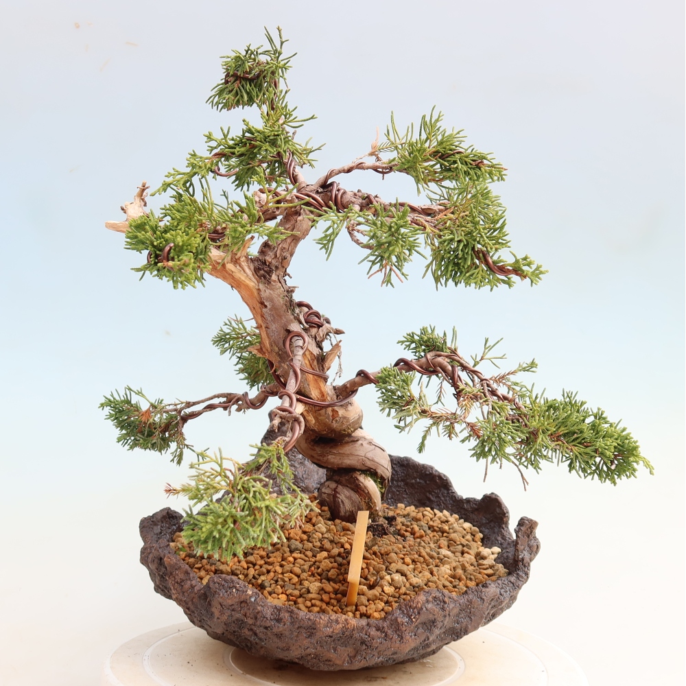 Bonsai voor buiten - Juniperus chinensis Itoigawa-Juniperus chinensis