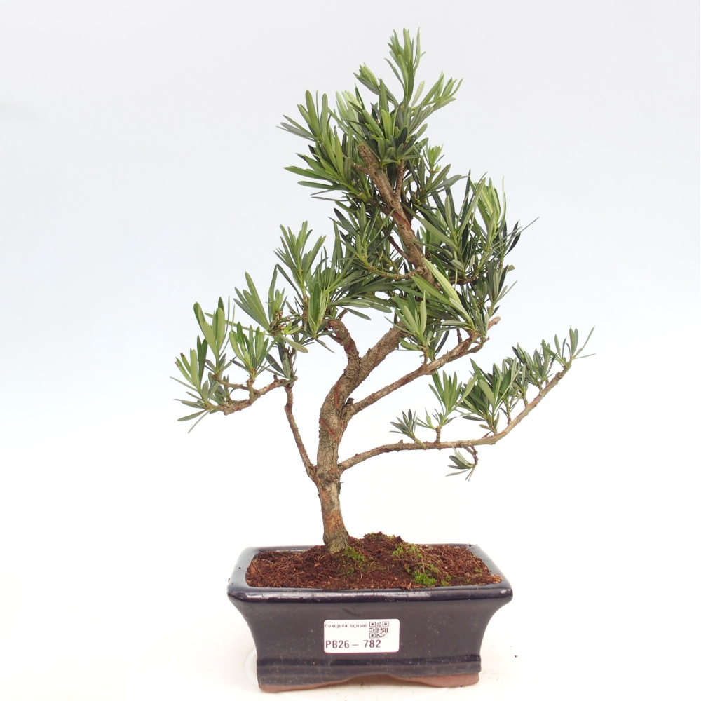 Kamerbonsai - Podocarpus - Taxus
