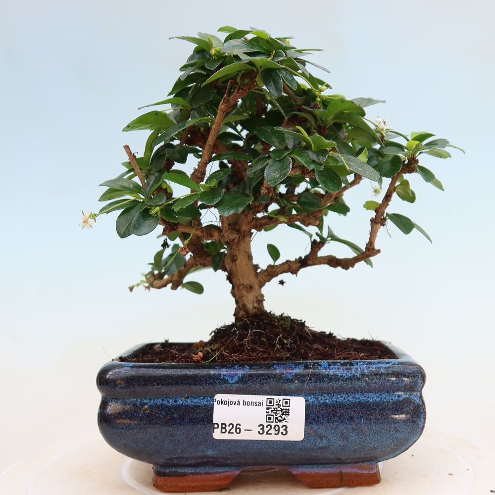 Kamerbonsai - Carmona macrophylla - Thee fuki
