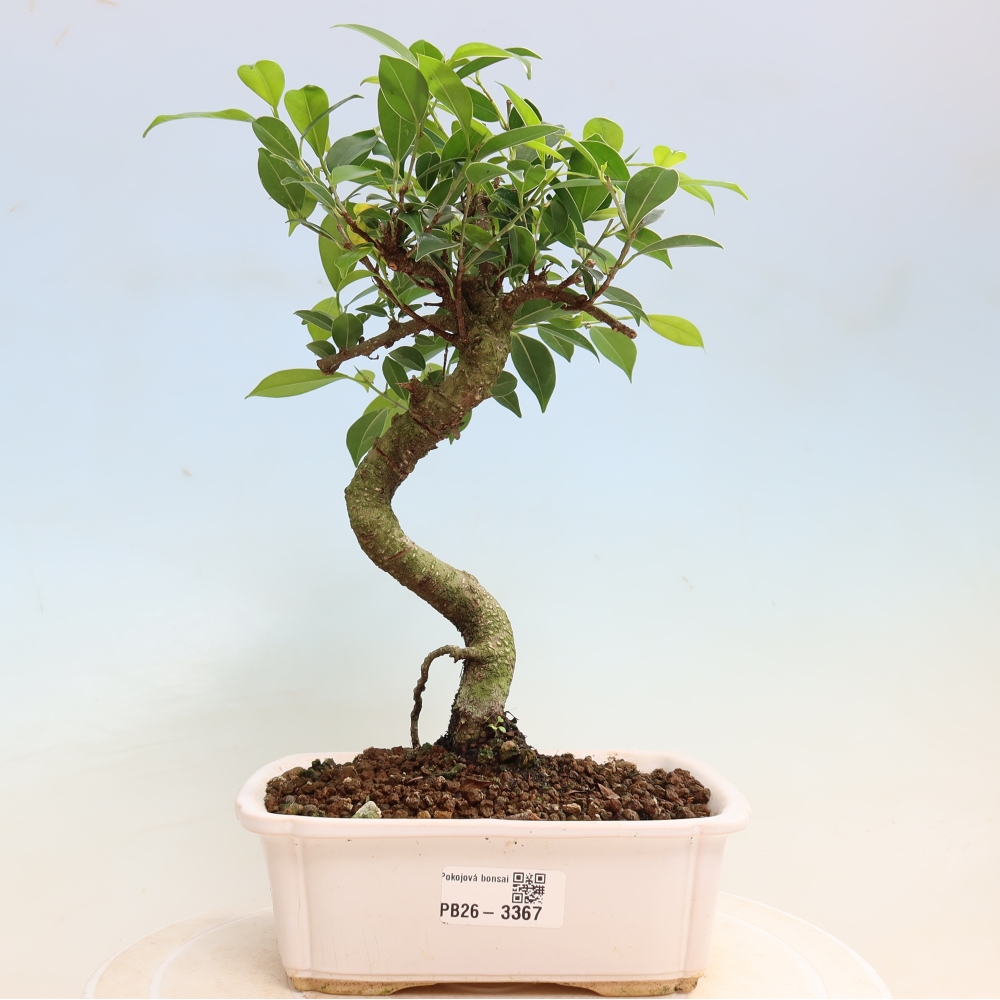 Kamerbonsai - Ficus kimmen - kleinbladige ficus