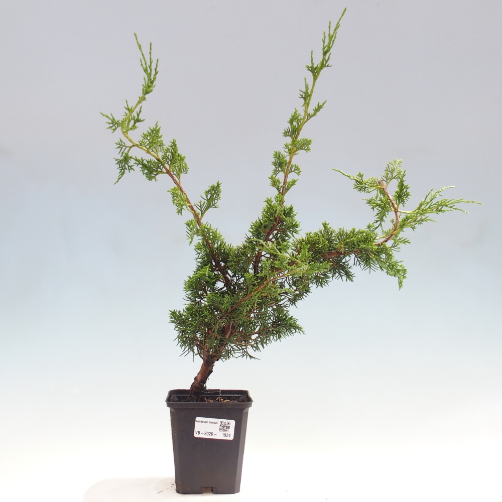 Bonsai voor buiten - Juniperus chinensis Itoigawa