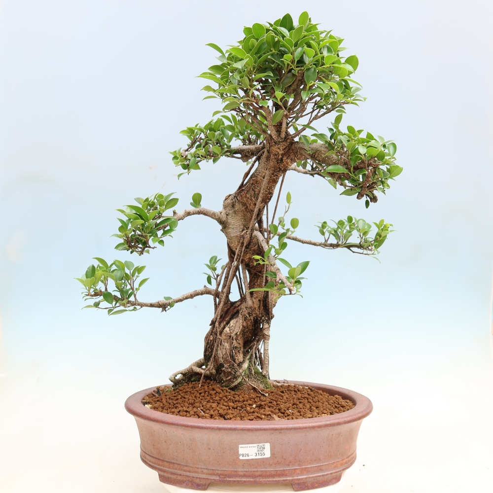 Kamerbonsai - Ficus kimmen - kleinbladige ficus