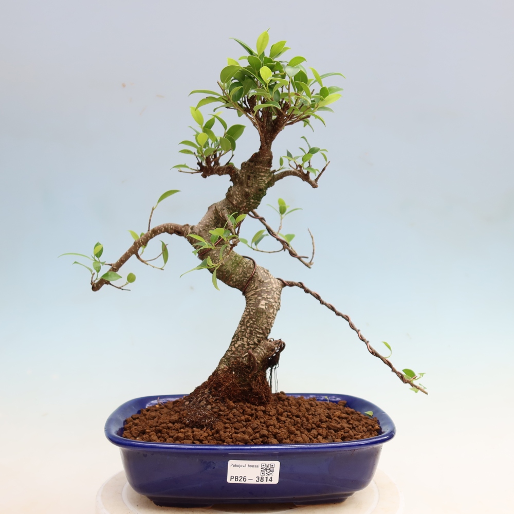Kamerbonsai - Ficus kimmen - kleinbladige ficus