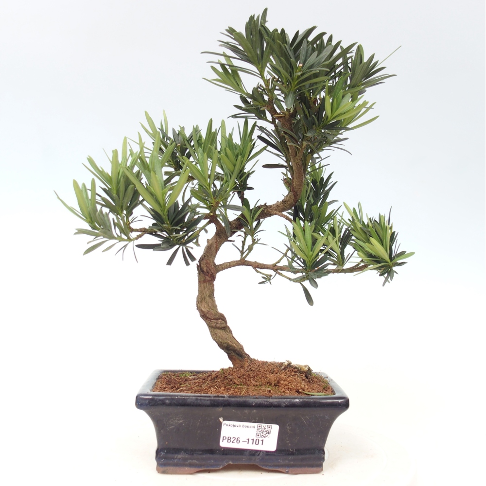 Kamerbonsai - Podocarpus - Taxus