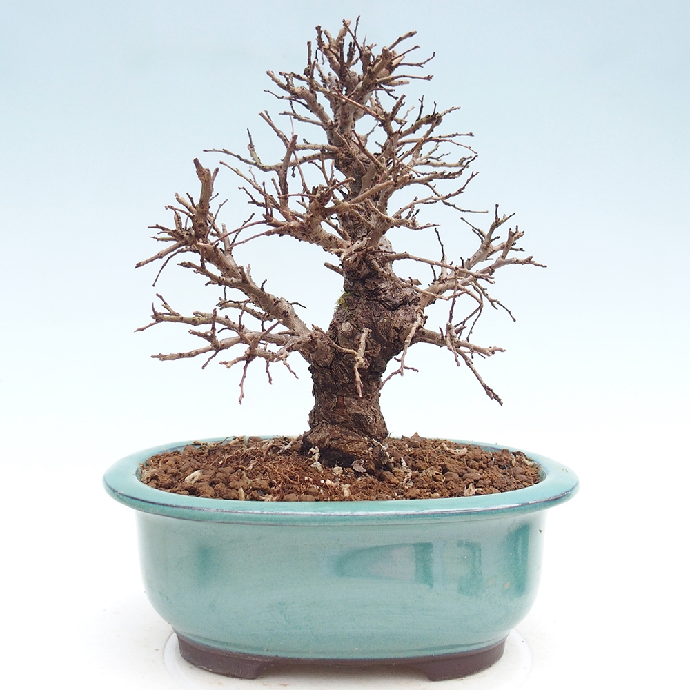 Bonsai voor buiten - Zelkova - Zelkova NIRE