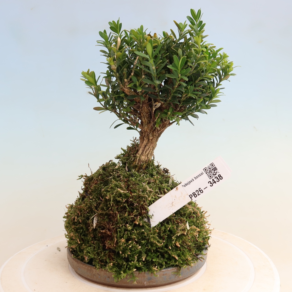 Kokedama met schaal - Buxus harlandii - kurkbuksus  