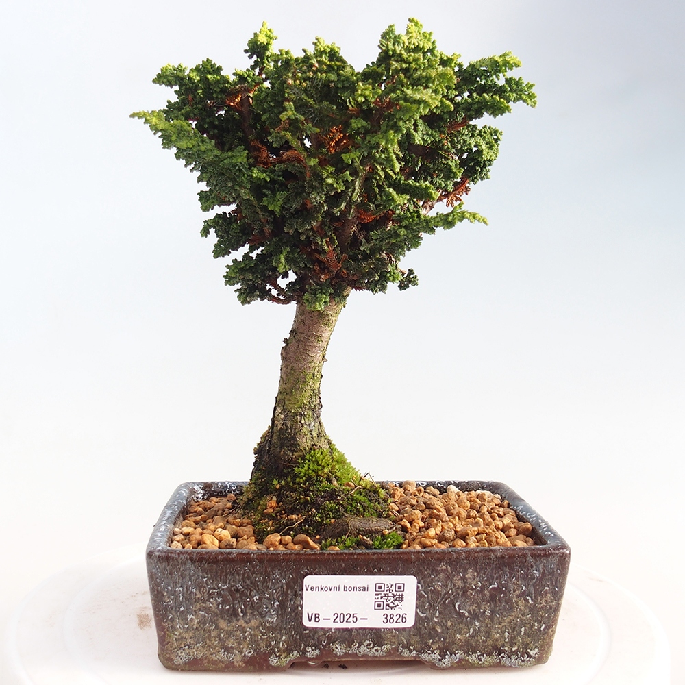 Bonsai voor buiten - Cham. obtusa SEKKA HINOKI - Cipres