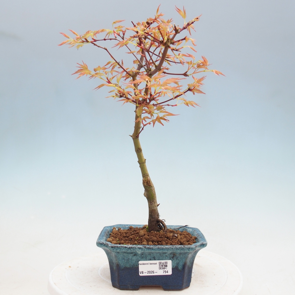 Noorse esdoorn - Acer palmatum Beni Tsukasa