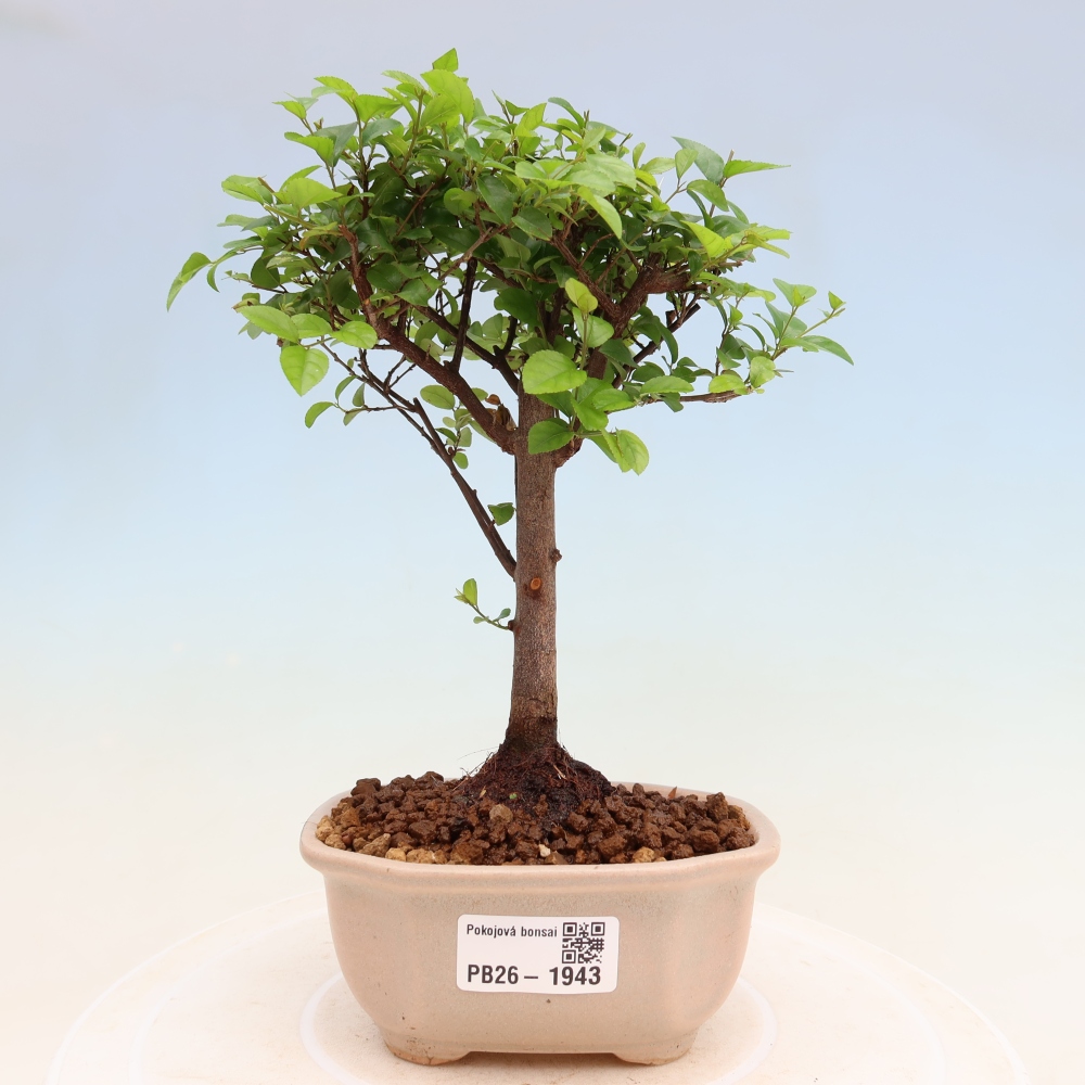 Kamerbonsai - Sageretia thea - Sageretia thea