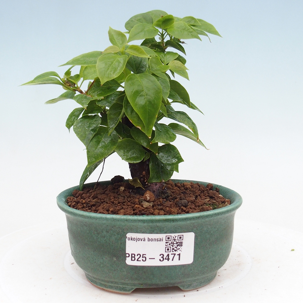 Kamerbonsai - Bouganwilea