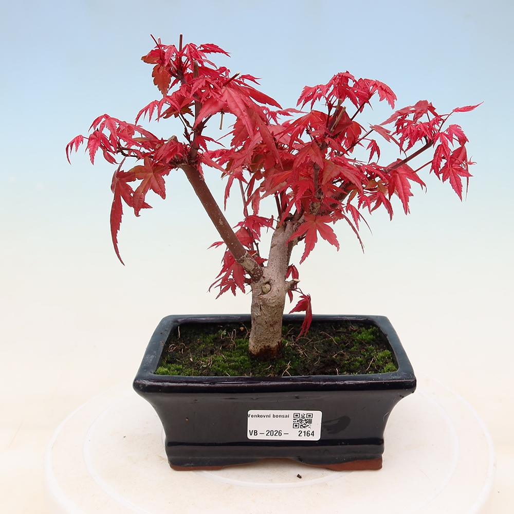 Bonsai voor buiten - Acer palmatum DESHOJO