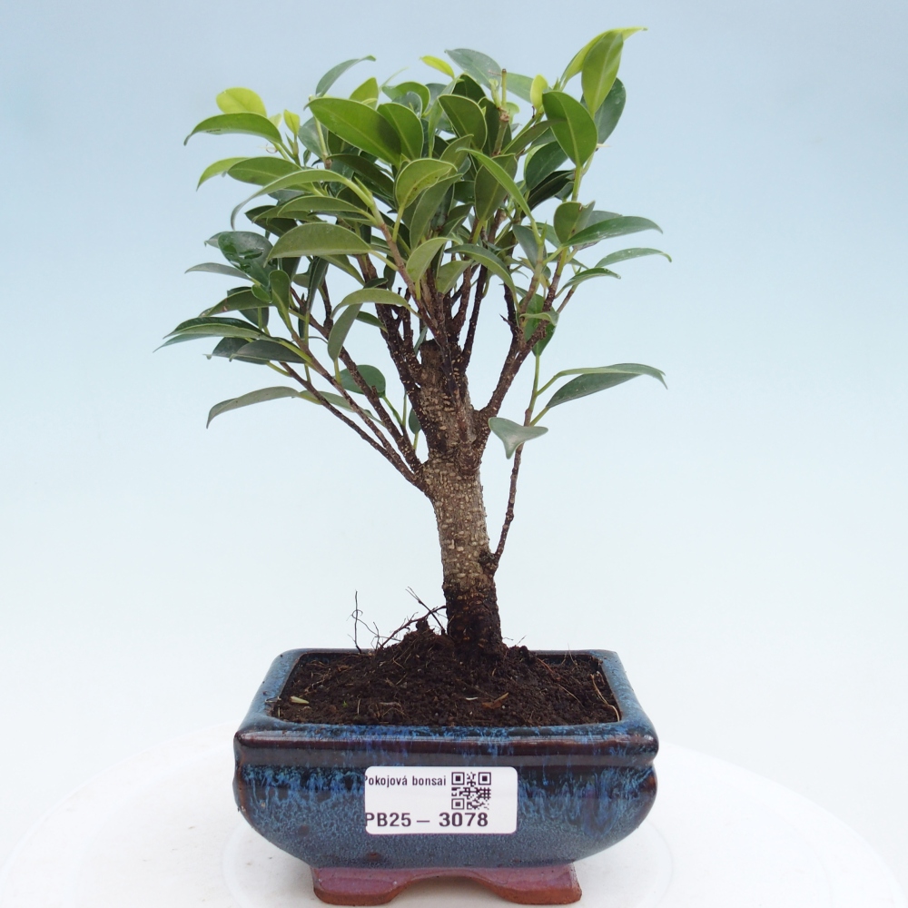 Kamer bonsai Ficus retusa kimmen