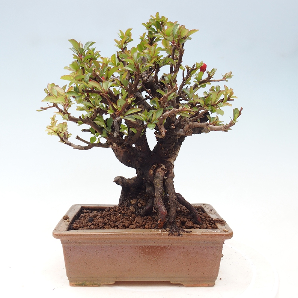Bonsai voor buiten - Chaneomeles speciosa - Kweepeer