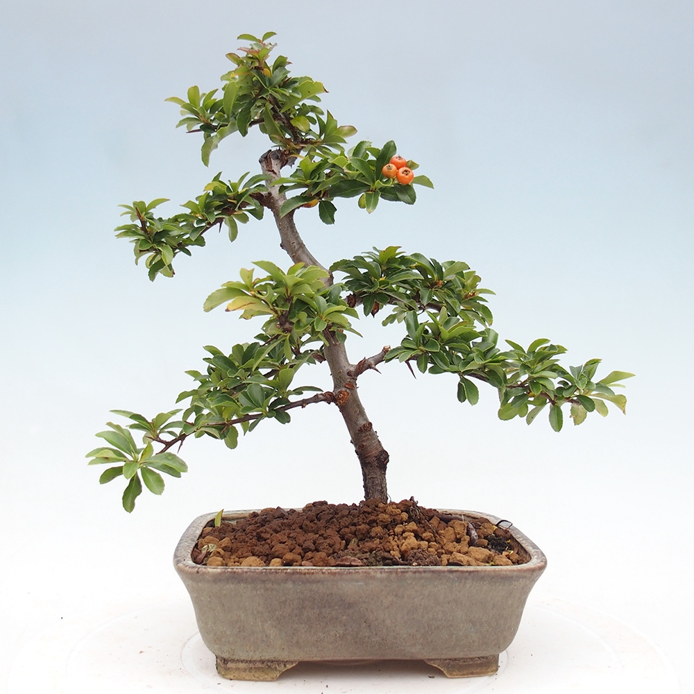Bonsai-Pyracantha Teton voor buiten -Hlox