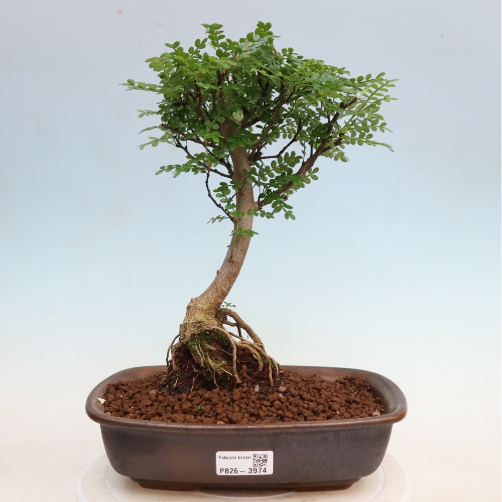 Kamerbonsai - Zantoxylum piperitum - peperboom