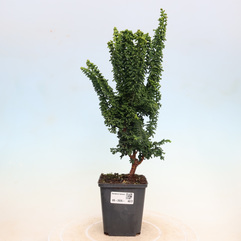 Bonsai voor buiten - Cham. obtusa SEKKA HINOKI - Cipres