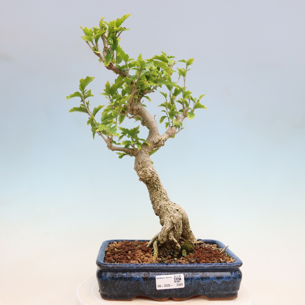 Bonsai voor buiten - Hibiscus syriacus - Syrische hibiscus