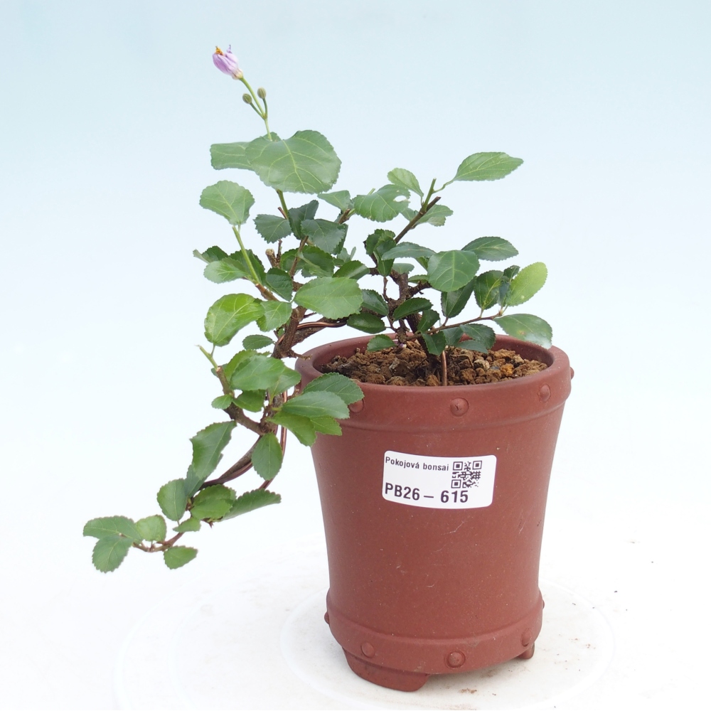 Bonsai - Grewia occidentalis - Lavendel zeester