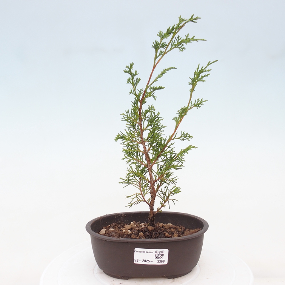 Bonsai voor buiten - Juniperus chinensis Itoigawa