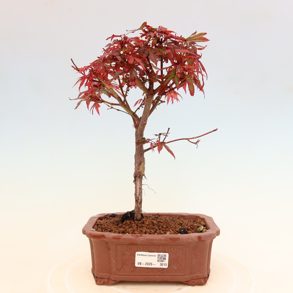 Buitenbonsai - Palmbladige esdoorn  - Acer palmatum Berry Broom 