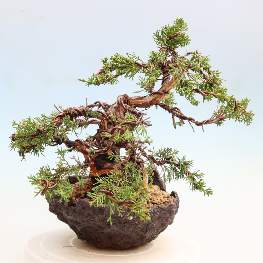 Bonsai voor buiten - Juniperus chinensis Itoigawa-Juniperus chinensis