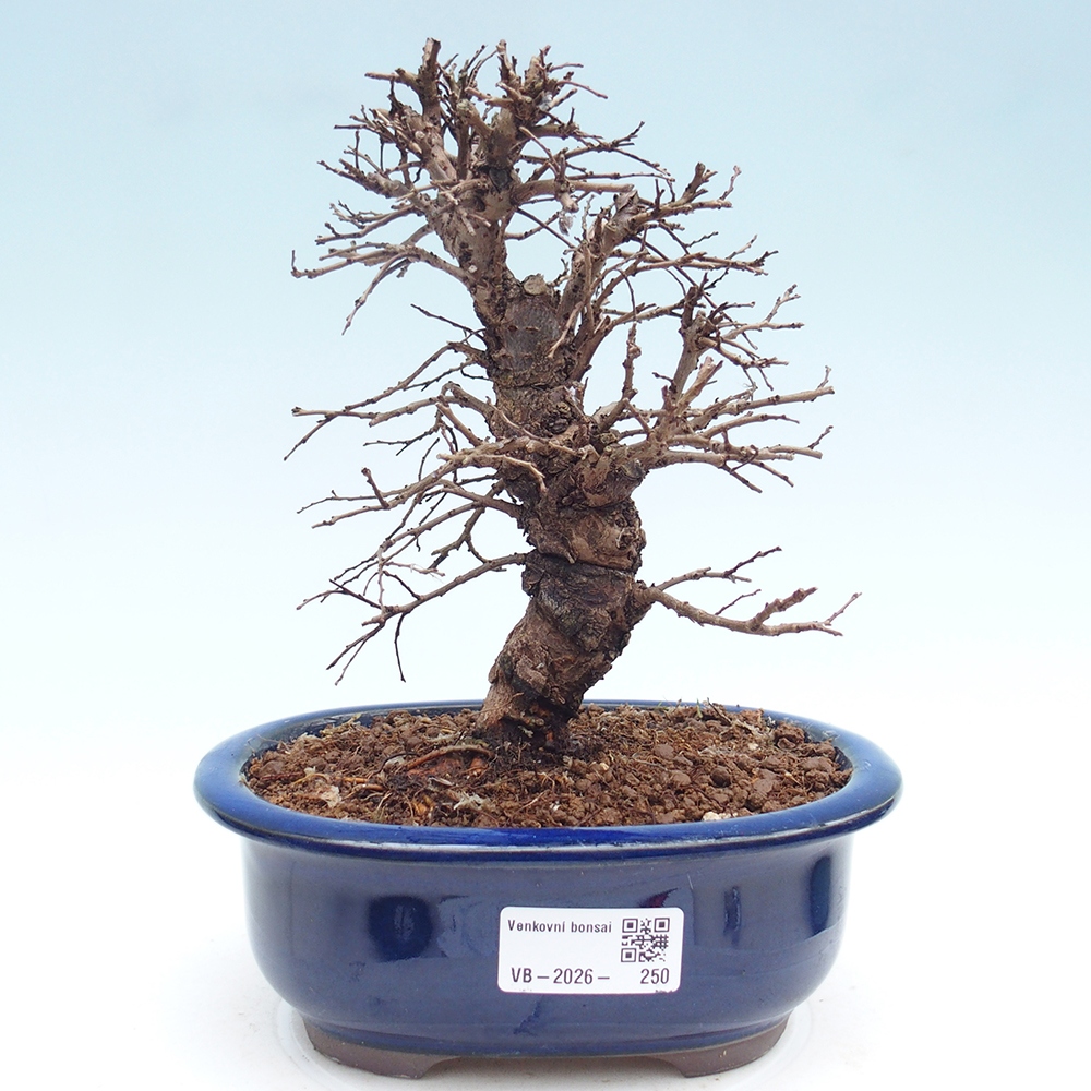 Bonsai voor buiten - Zelkova - Zelkova NIRE