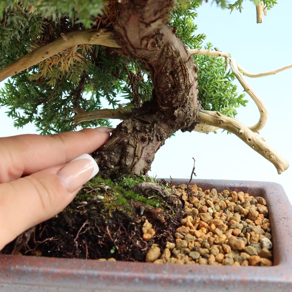 Bonsai voor buiten - Juniperus procumbens - Juniperus procumbens
