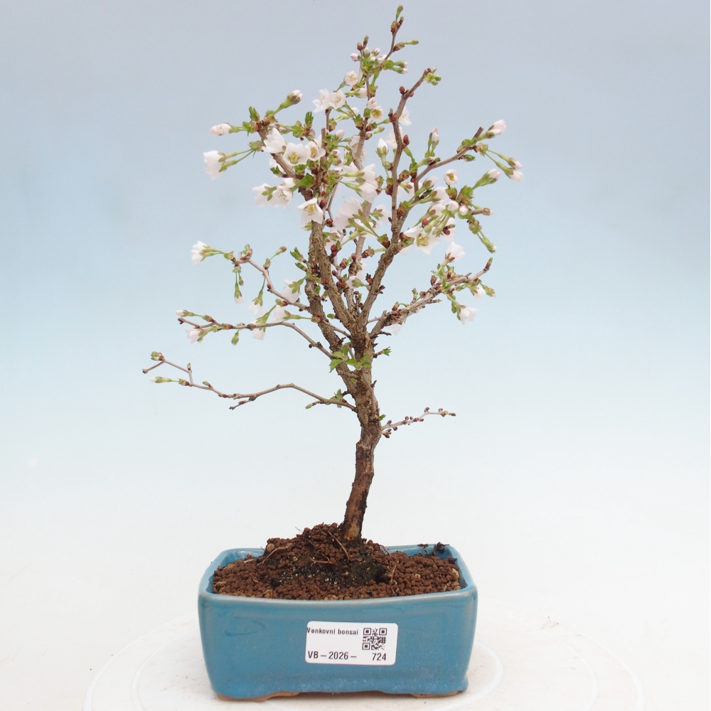 Bonsai voor buiten - Prunus incisa Kojou-no mai-Plivon uitgesneden