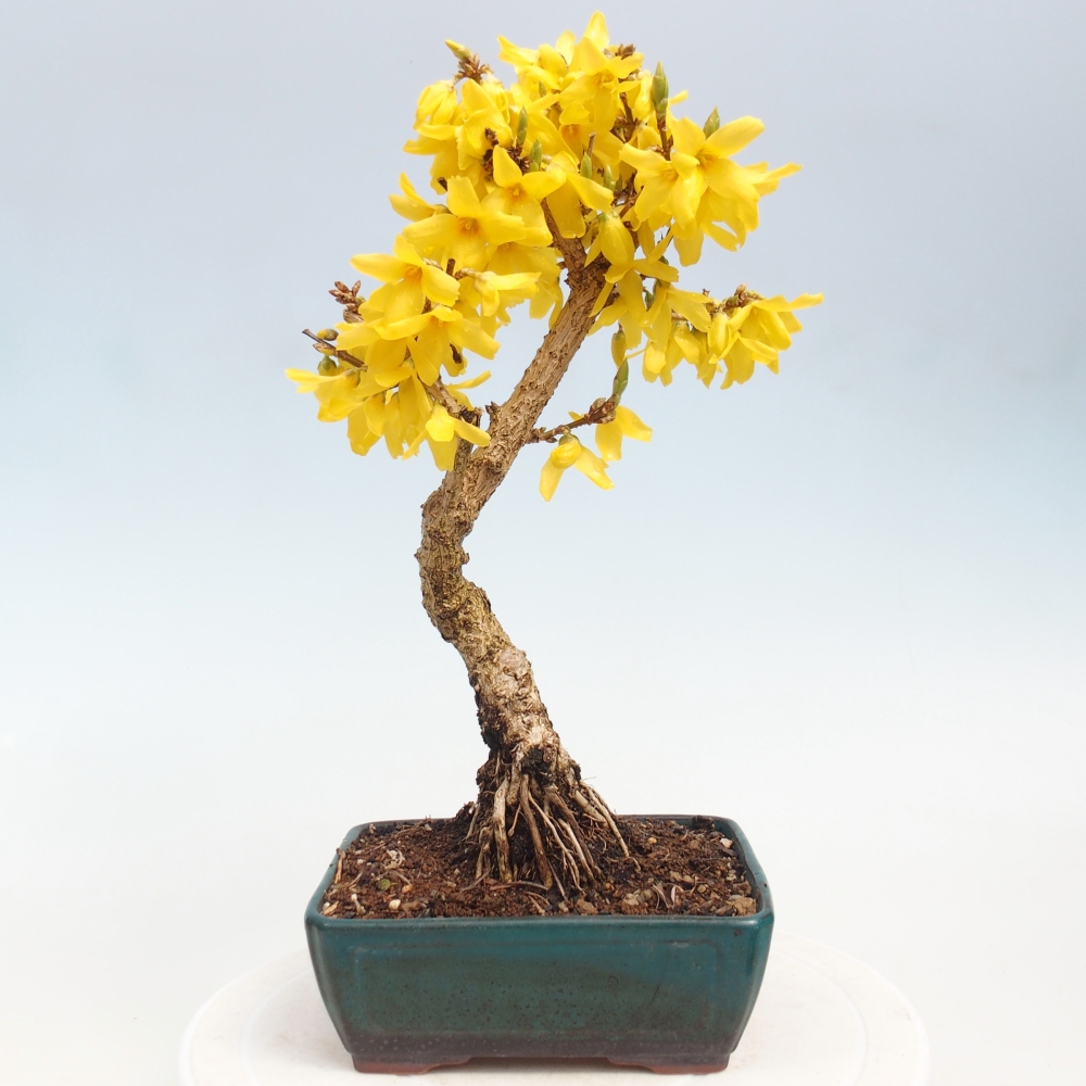 Bonsai voor buiten - Zlatice - Forsythia intermedia