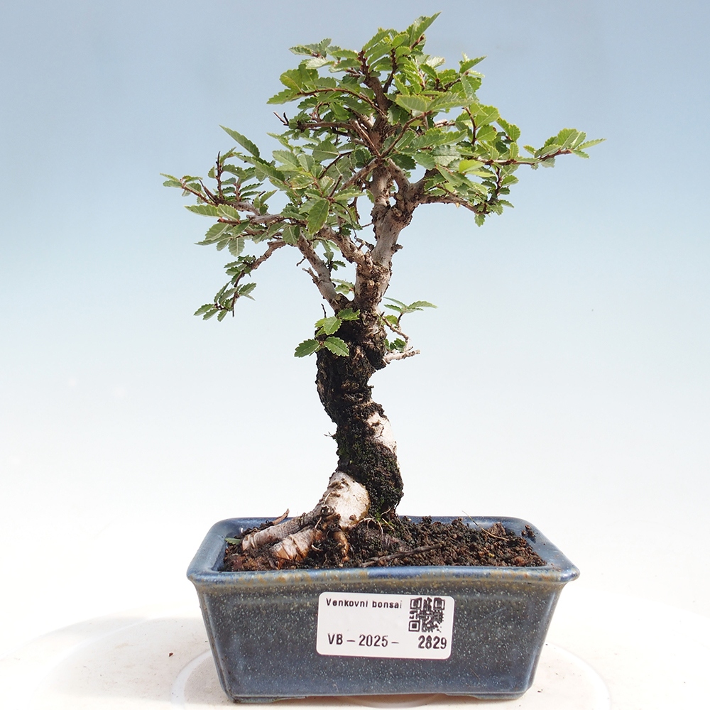 Bonsai voor buiten - Zelkova - Zelkova NIRE