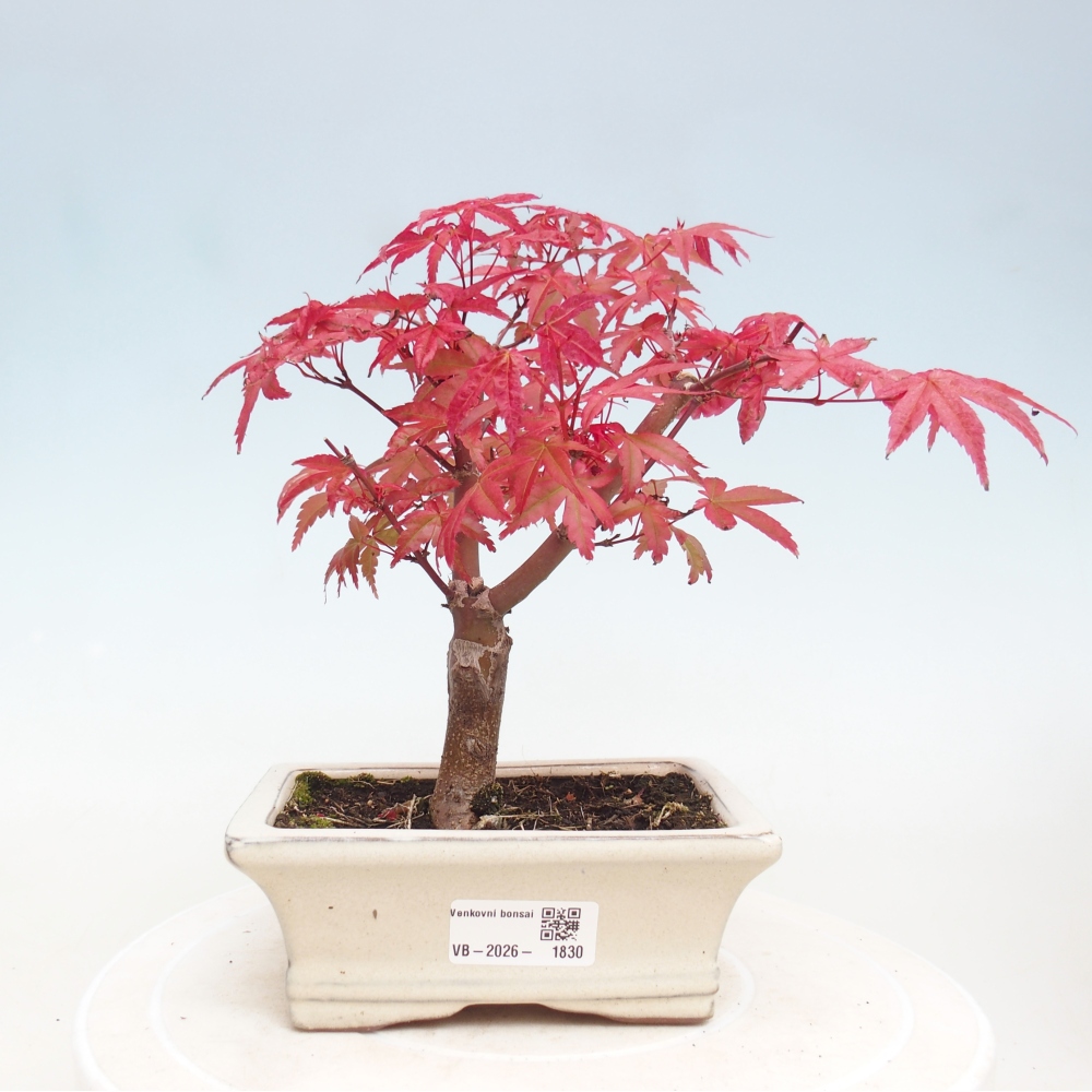 Bonsai voor buiten - Acer palmatum DESHOJO