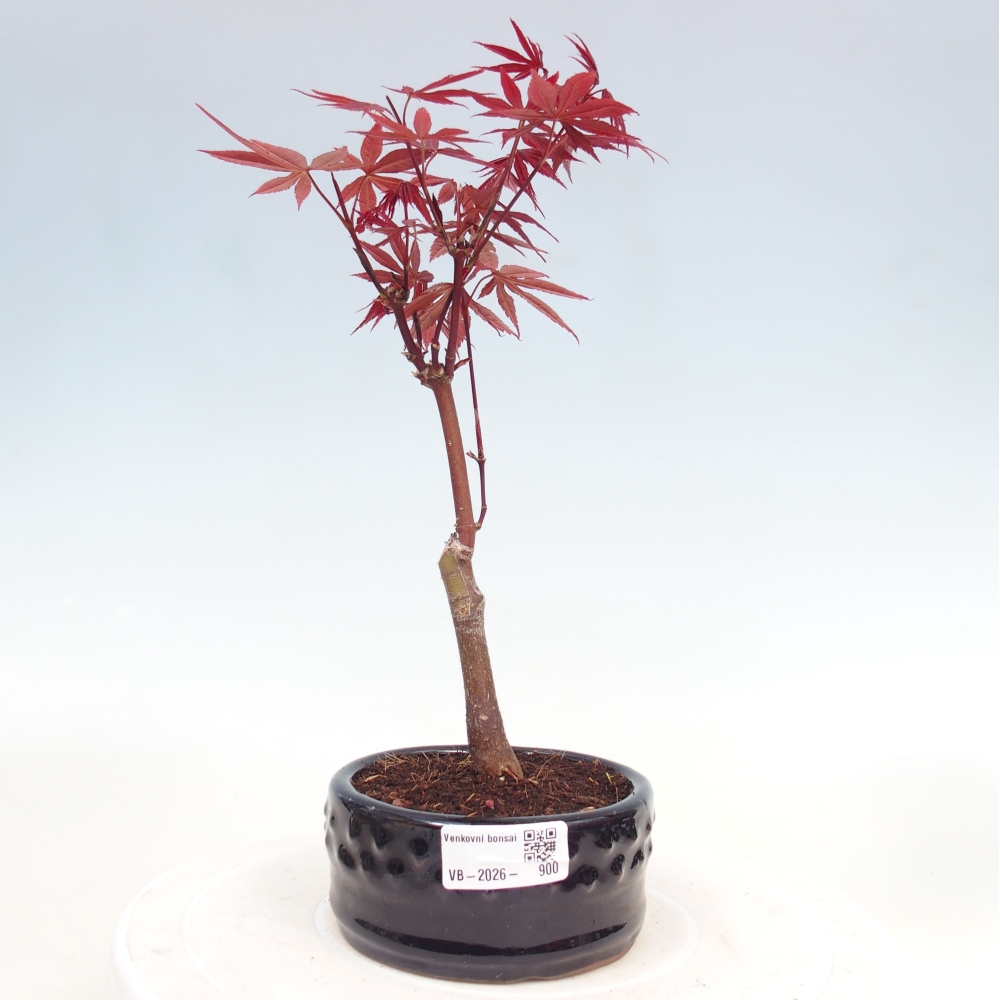 Bonsai voor buiten - Acer palm. Atropurpureum-Javorpalm