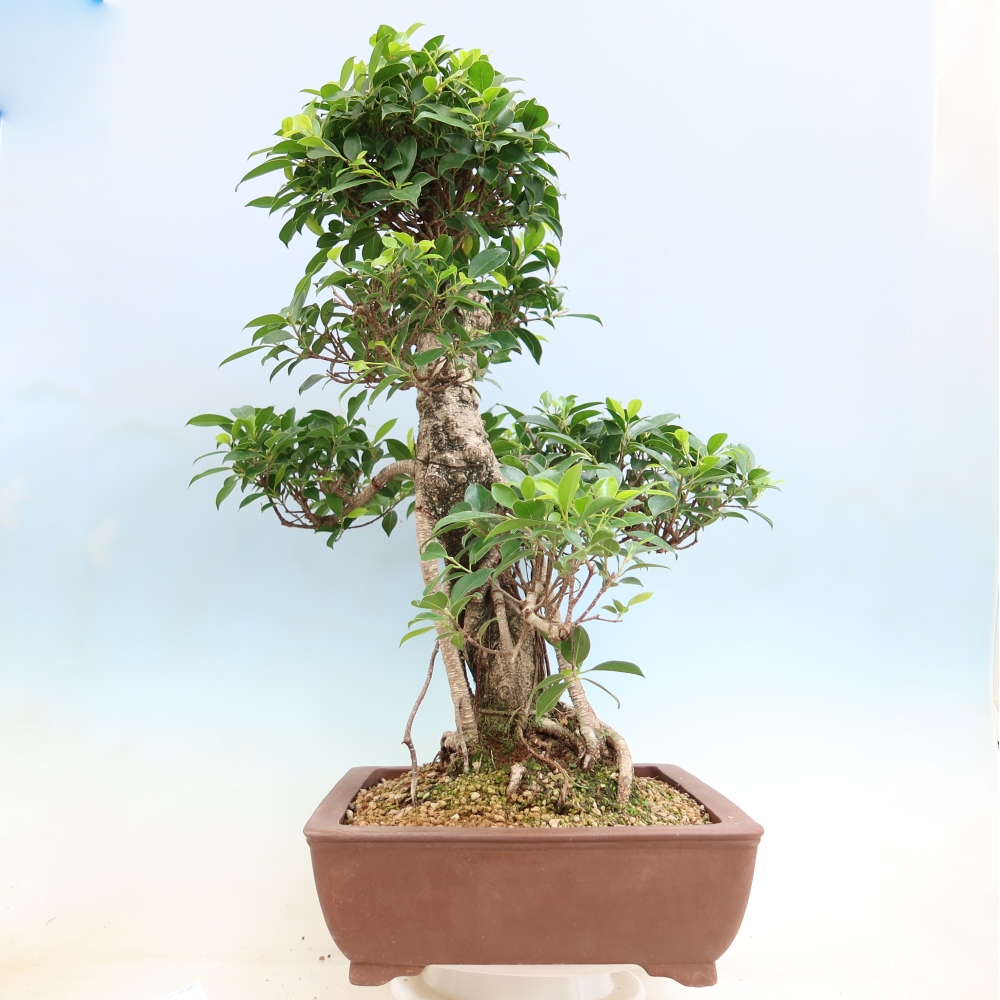 Kamerbonsai - Ficus kimmen - kleinbladige ficus