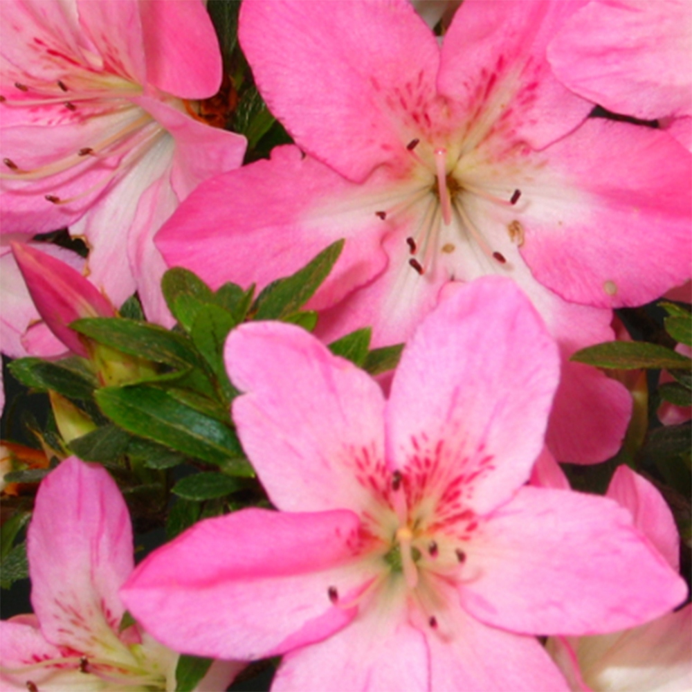 Bonsai voor buiten - Japanse Azalea - Azalea Nasuno