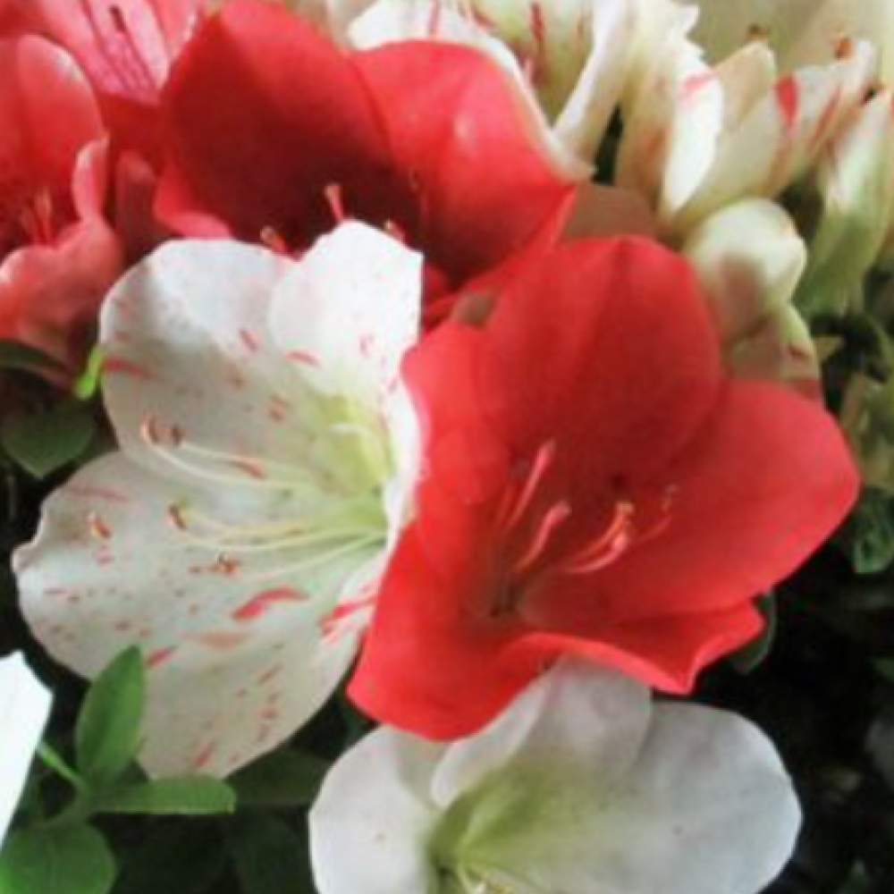 Bonsai voor buiten - Japanse azalea - Azalea Asahi-no-izumi