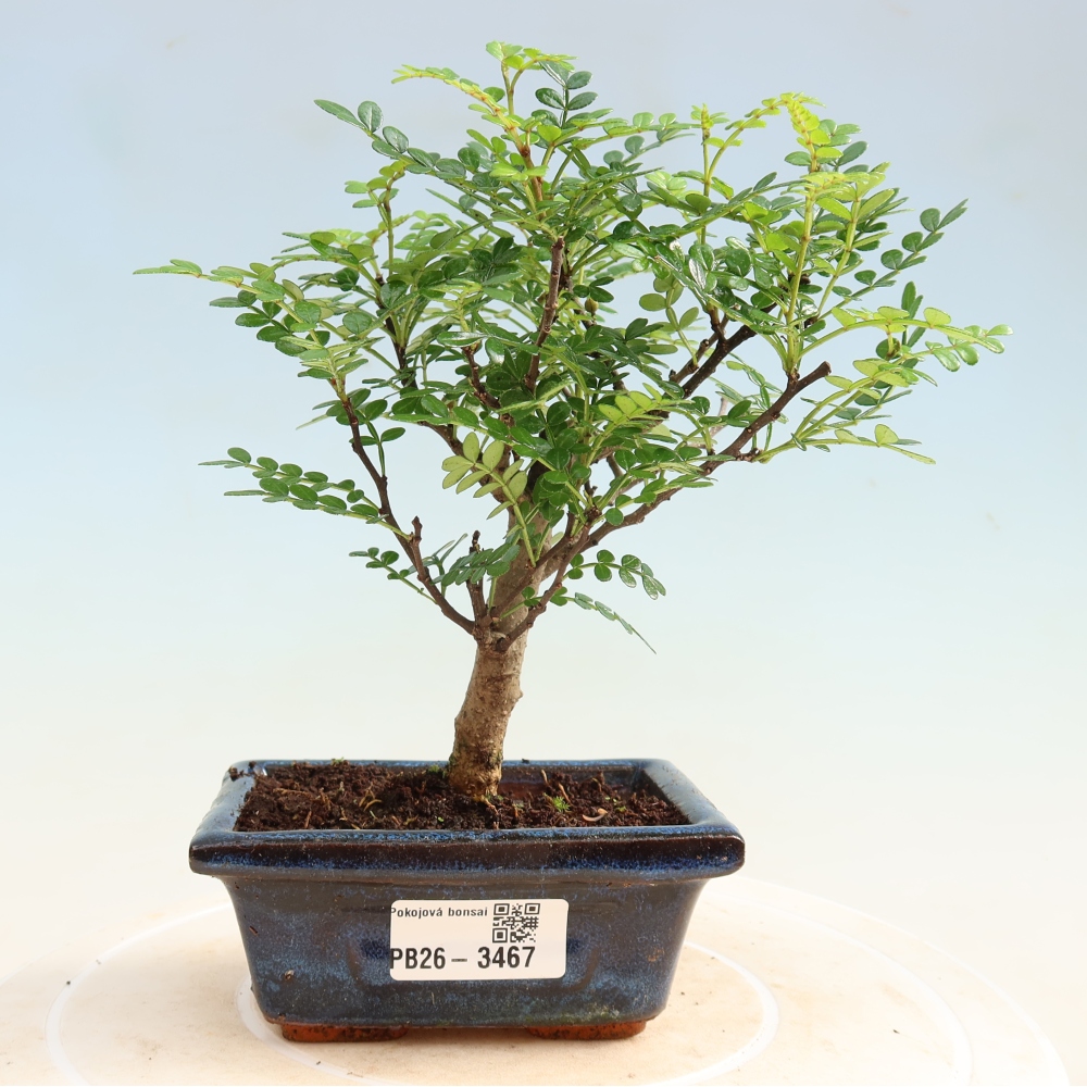 Kamerbonsai - Zantoxylum piperitum - peperboom