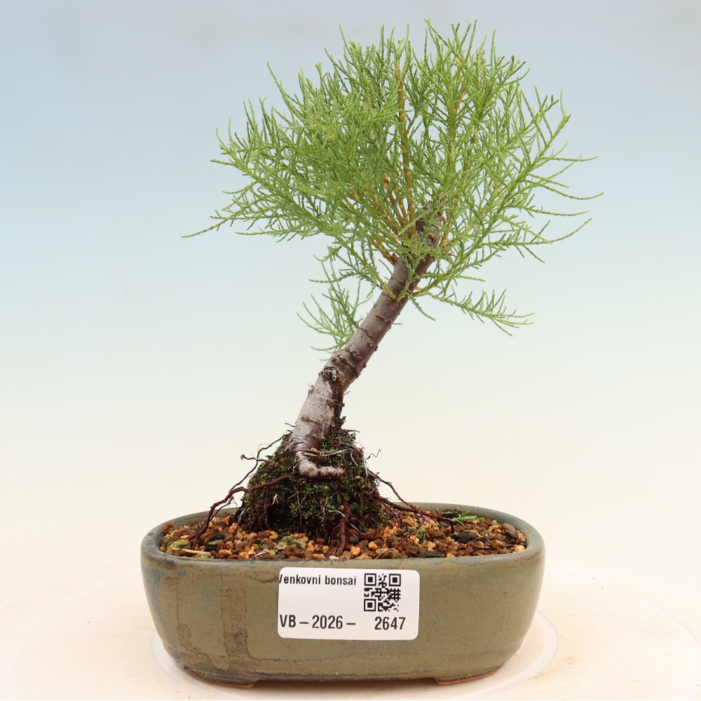 Bonsai voor buiten - Tamarisk - Tamarix