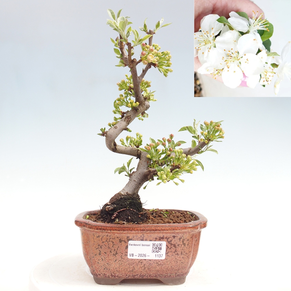 Bonsai voor buiten - Malus sargentii - Appelboom met kleine vruchten