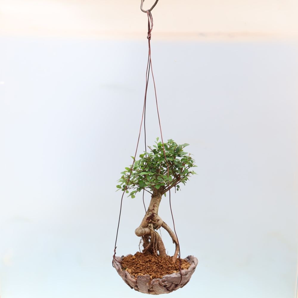 Kokedama in keramiek -Ulmus parvifolia- kleinbladige iep