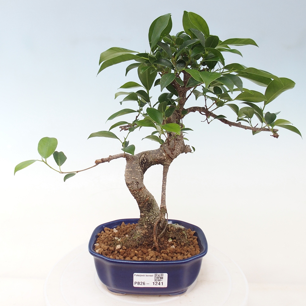 Kamerbonsai - Ficus retusa - kleinbladige ficus