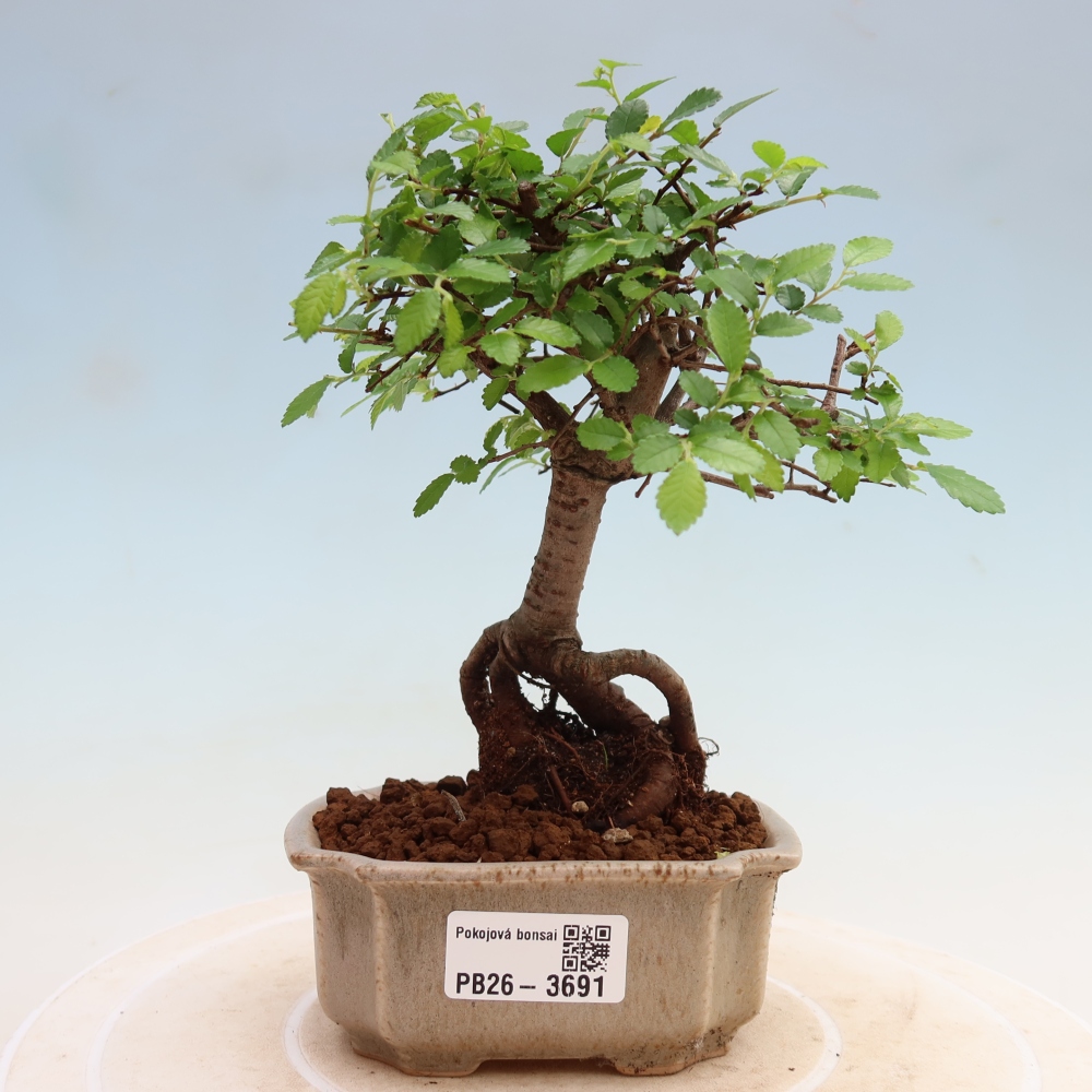 Kamerbonsai - Ulmus parvifolia - Winteriep